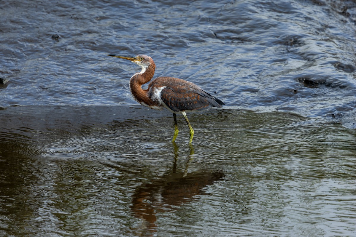 Tricolored Heron - ML639810445
