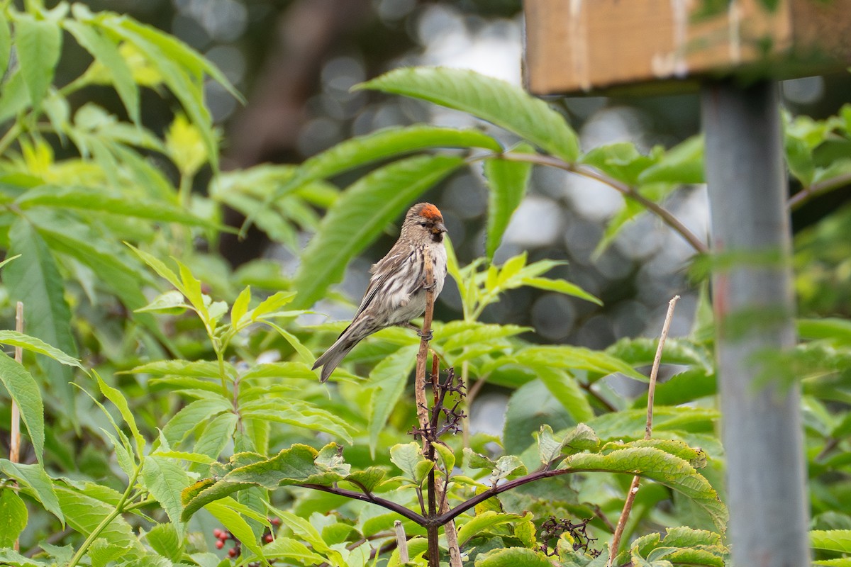 Redpoll - ML639810446