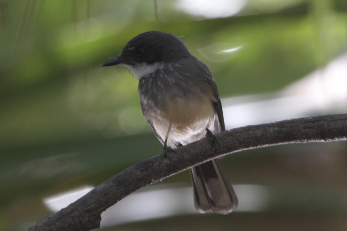 Northern Fantail - ML639810447