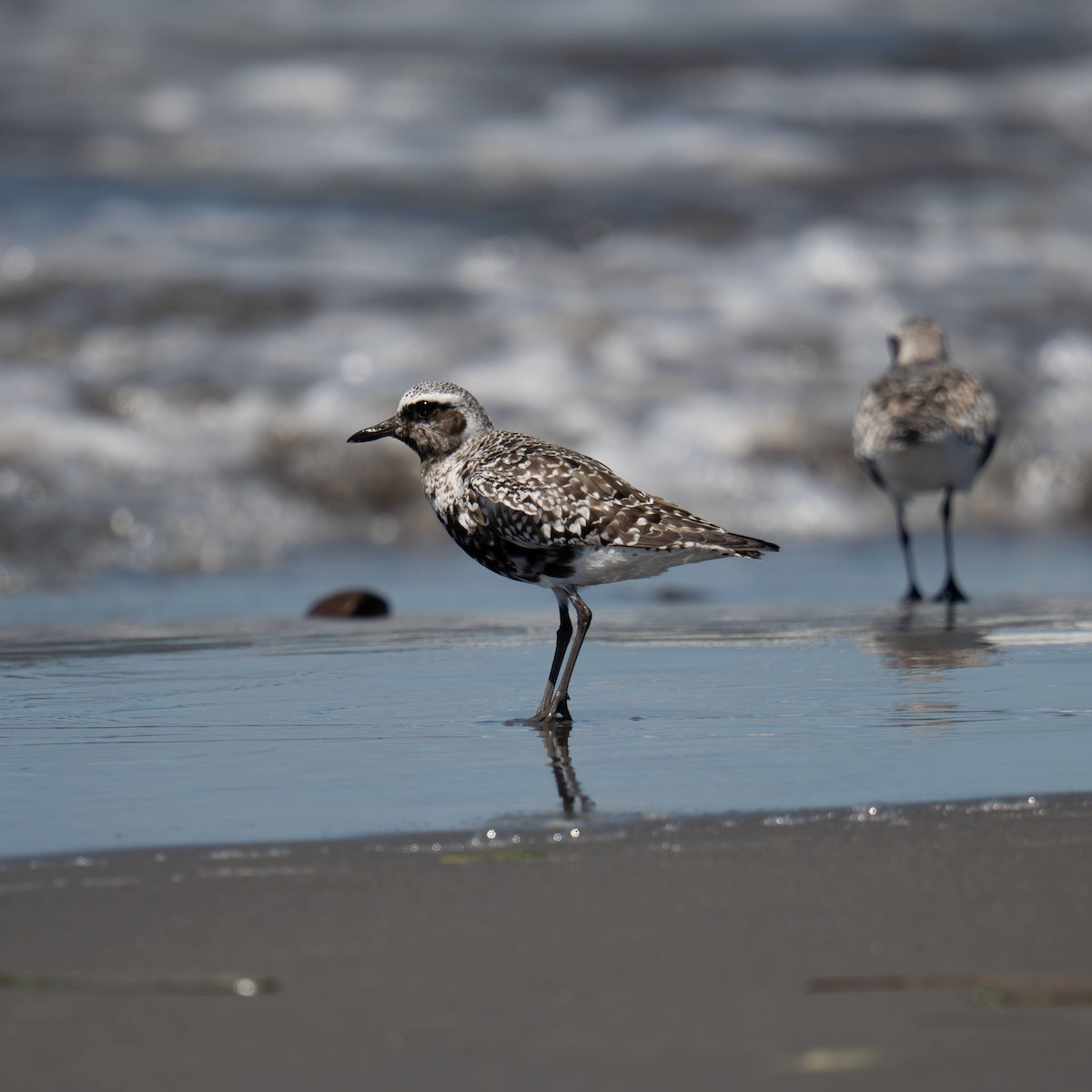 Black-bellied Plover - ML639810448