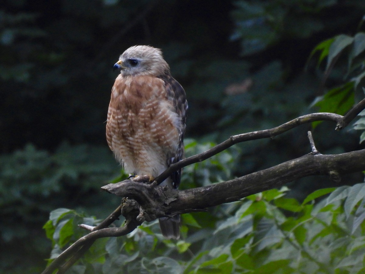 Red-shouldered Hawk - ML639810449