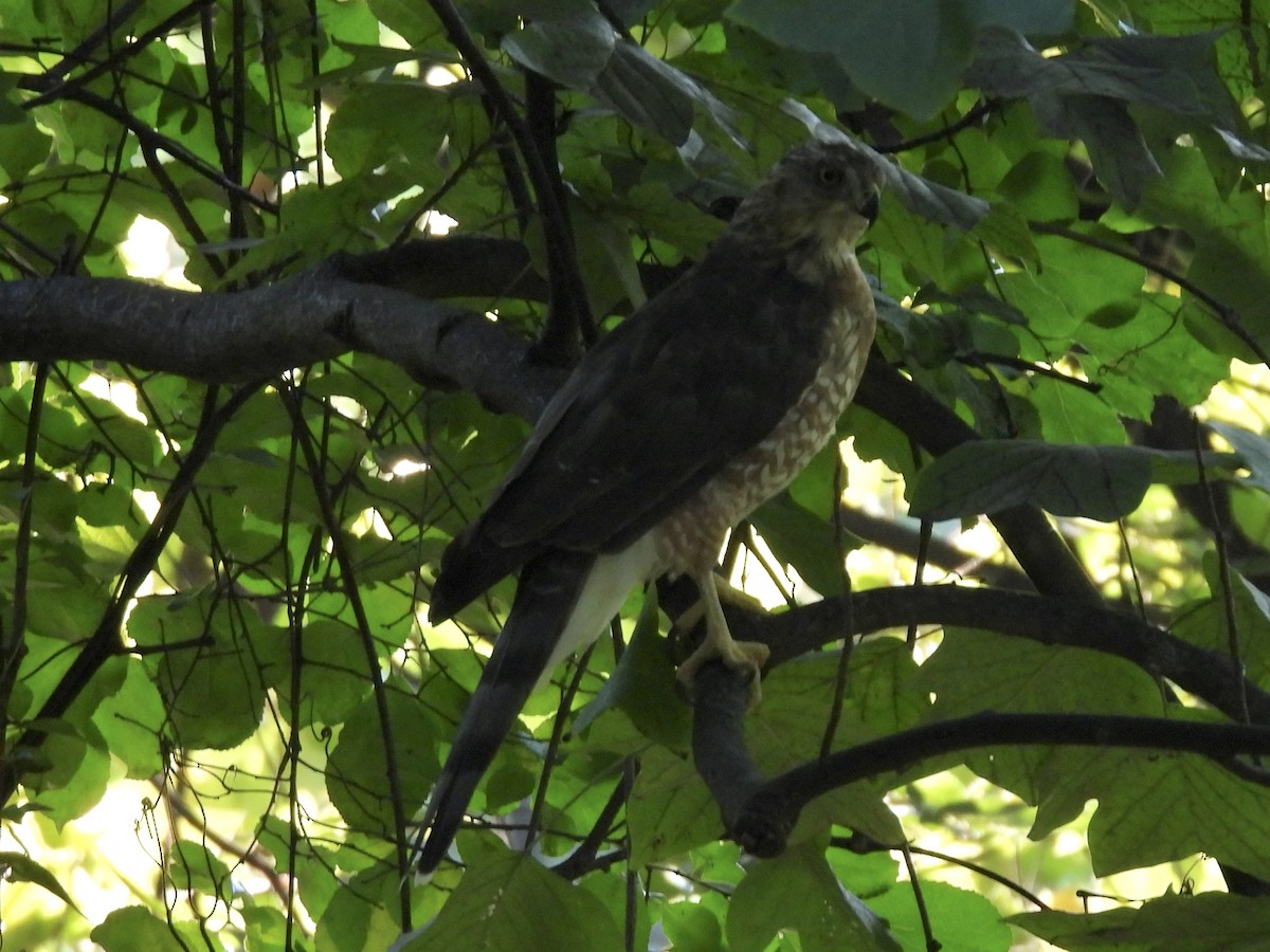 Cooper's Hawk - ML639810450