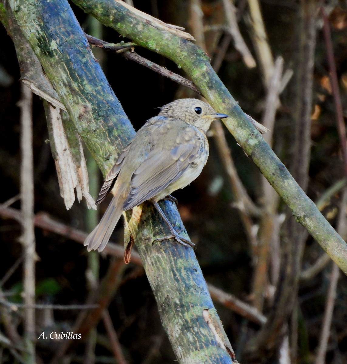 European Robin - ML639810451