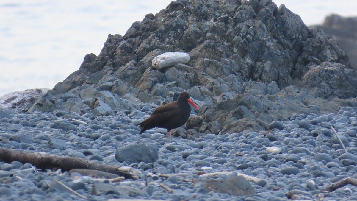 Black Oystercatcher - ML639810452