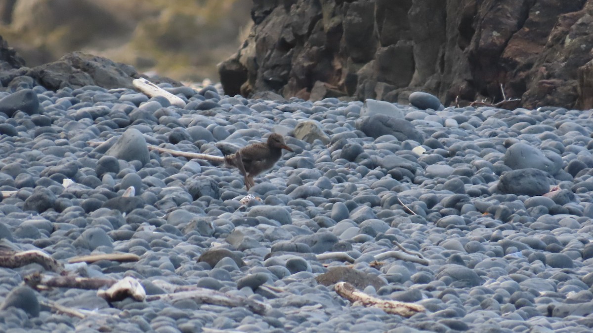 Black Oystercatcher - ML639810453