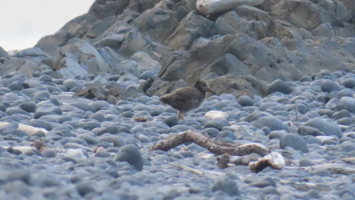 Black Oystercatcher - ML639810454