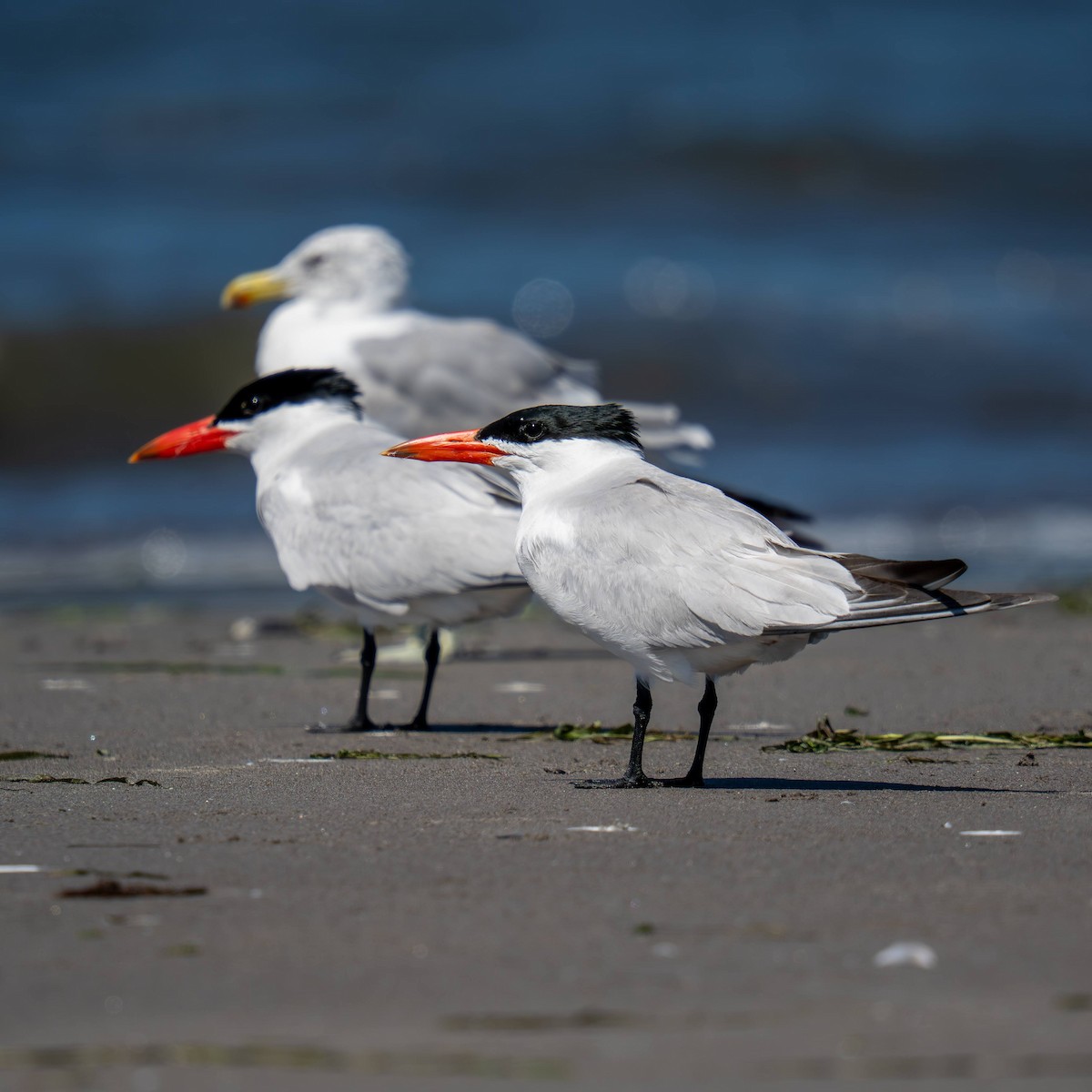 Caspian Tern - ML639810455