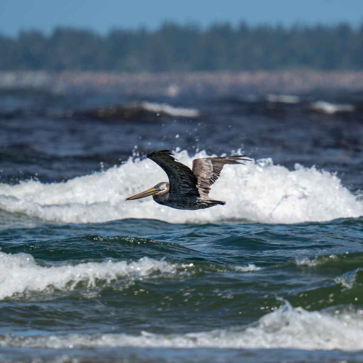 Brown Pelican - ML639810456