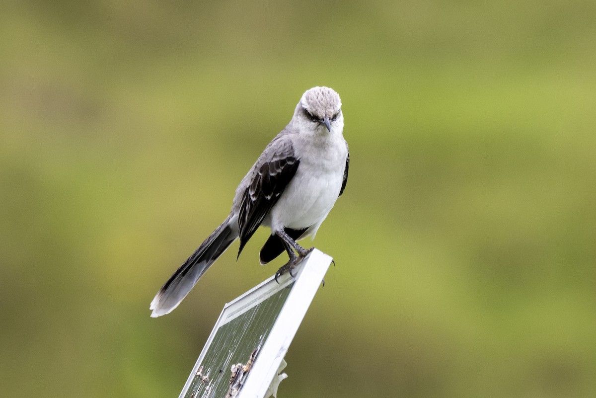 Tropical Mockingbird - ML639810457