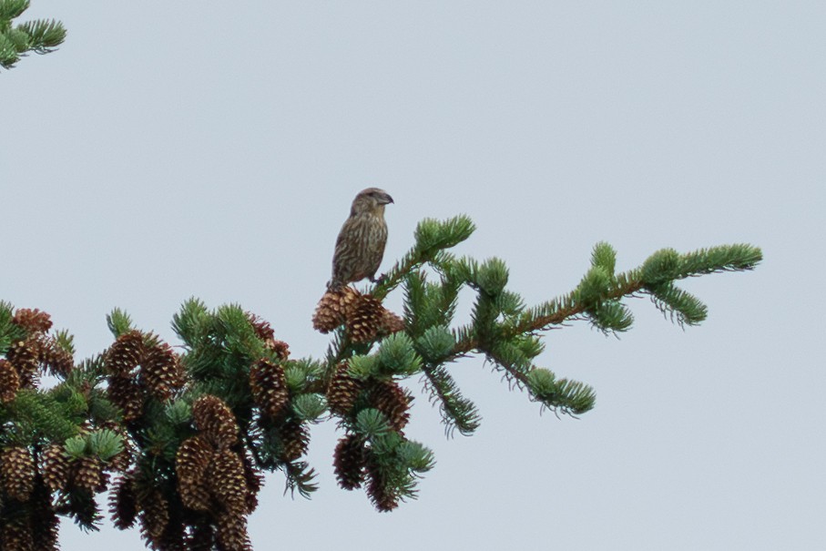 Red Crossbill - ML639810458