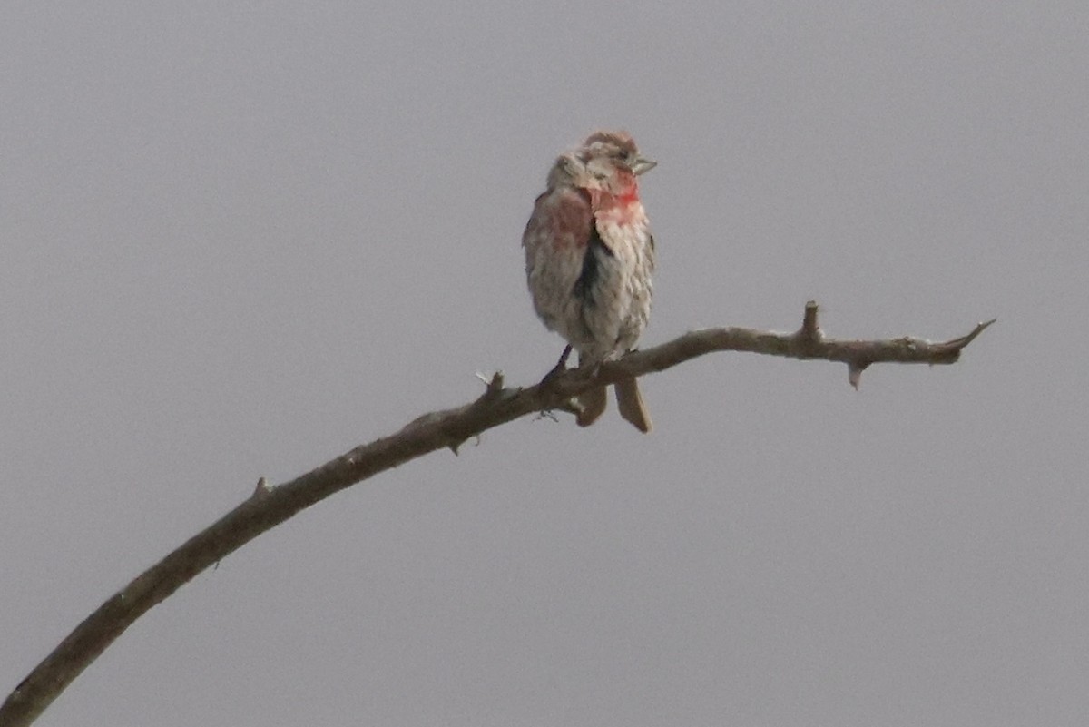 House Finch - ML639810459