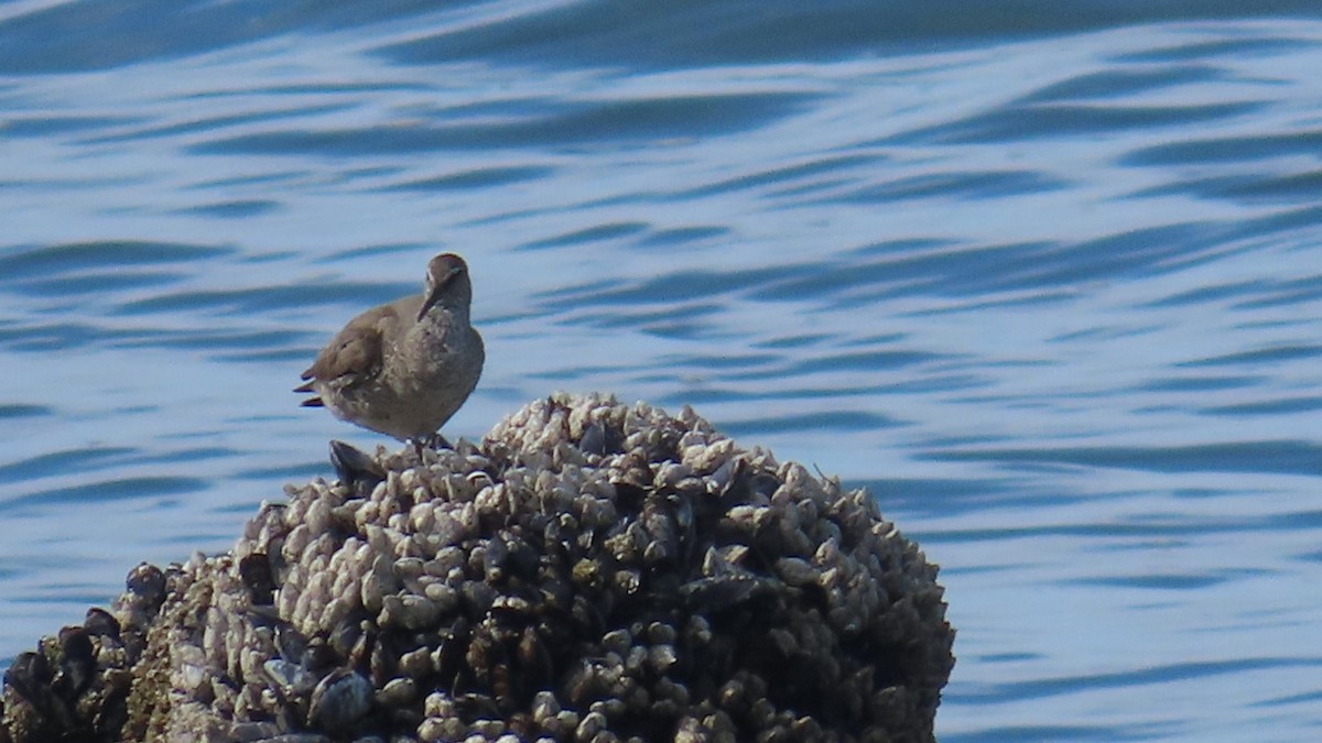 Wandering Tattler - ML639810460