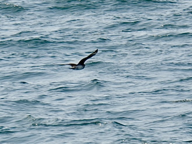 Pomarine Jaeger - ML639810461