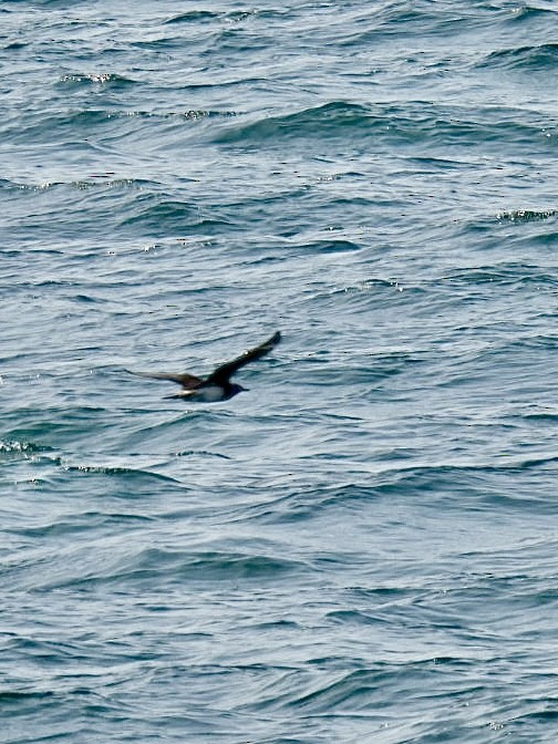 Pomarine Jaeger - ML639810462