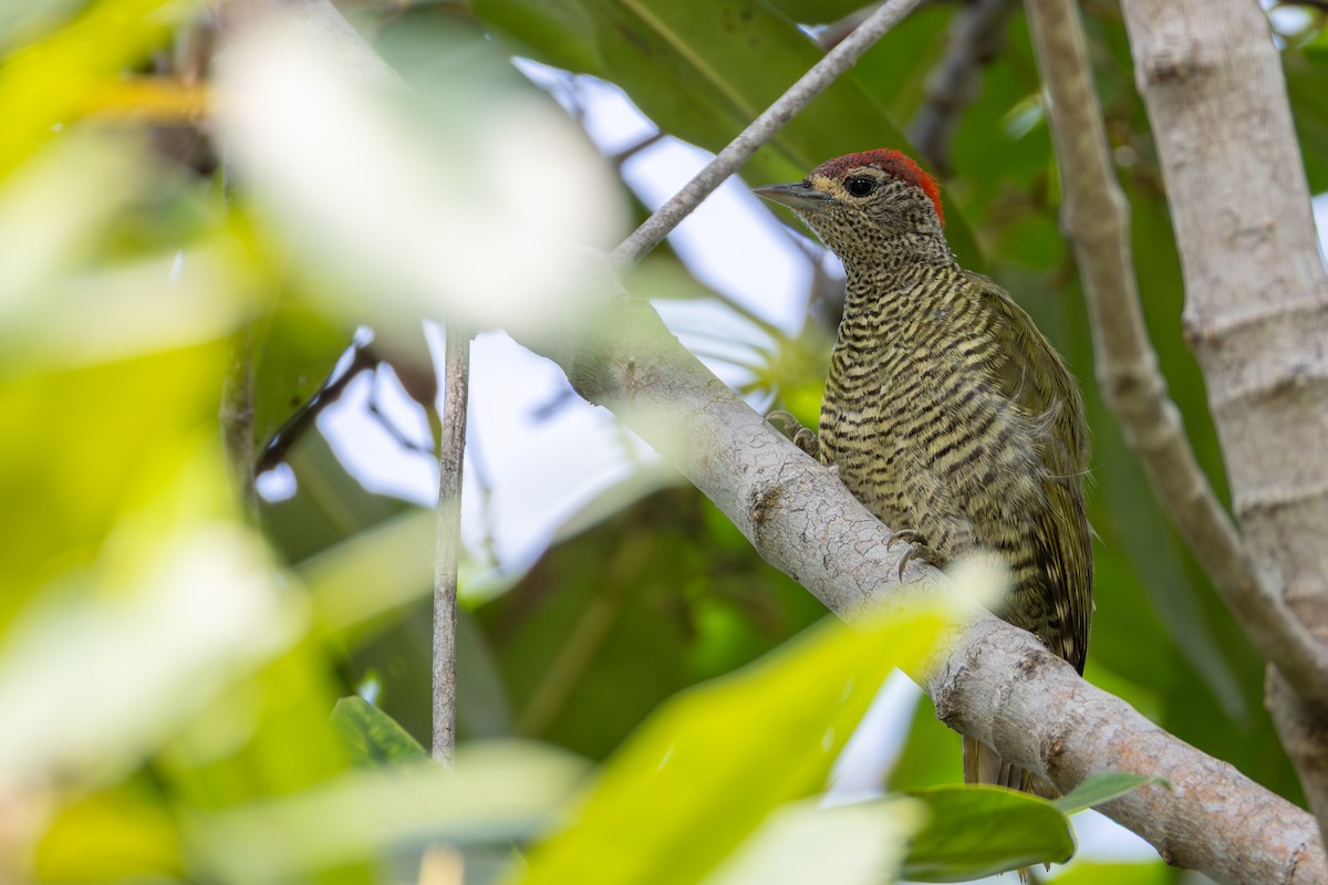 Green-backed Woodpecker - ML639810489