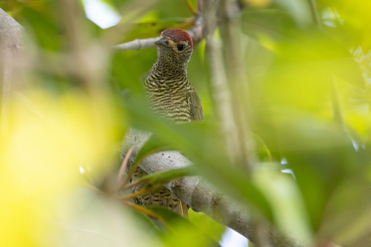 Green-backed Woodpecker - ML639810494