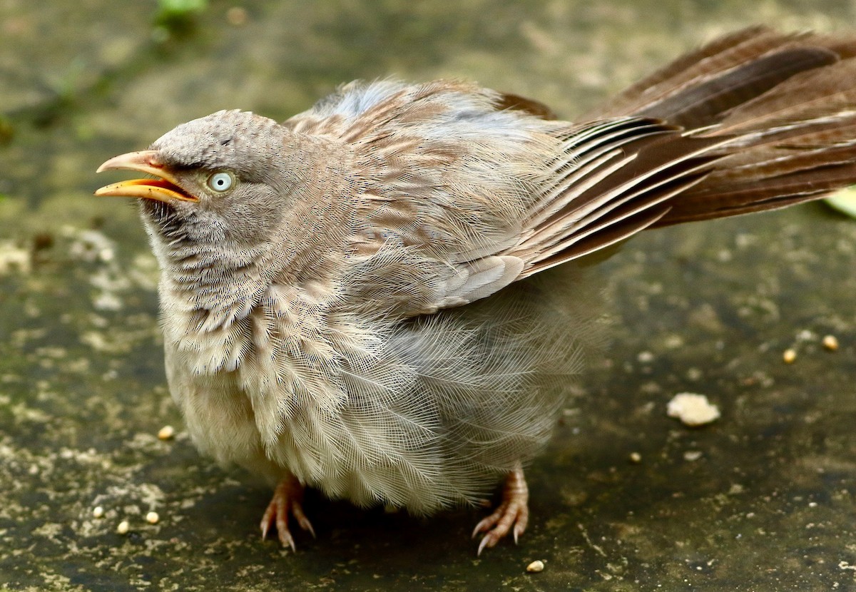 Jungle Babbler - ML639810500