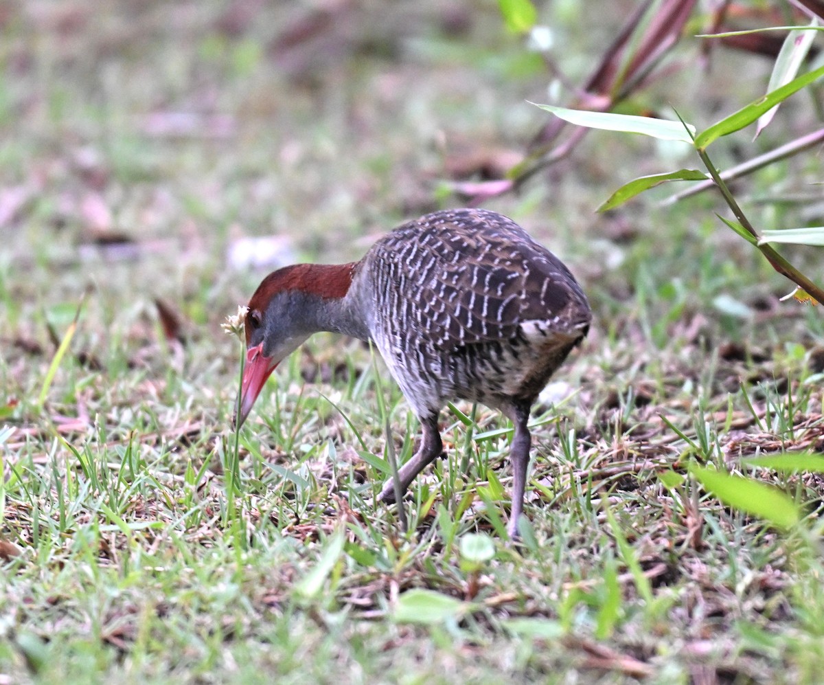 Slaty-breasted Rail - ML639810535
