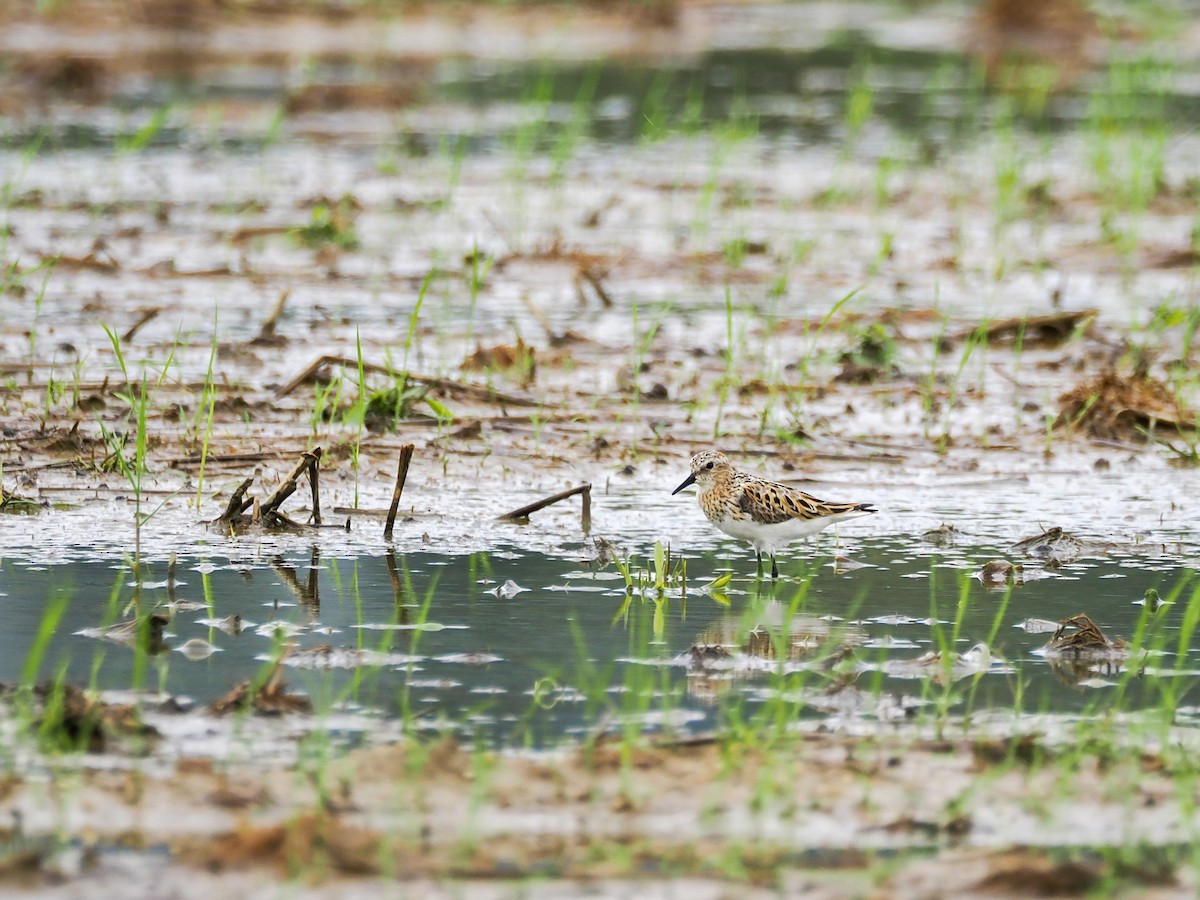 Little Stint - ML639810635