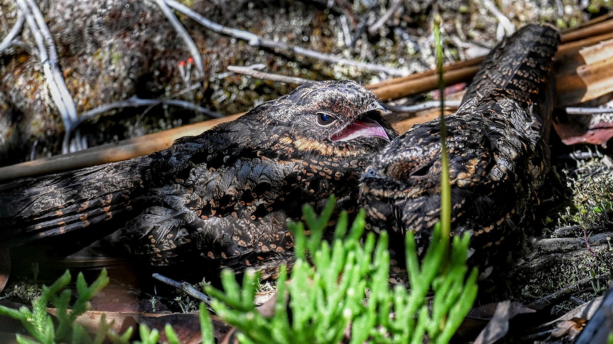 Diabolical Nightjar - ML639810642