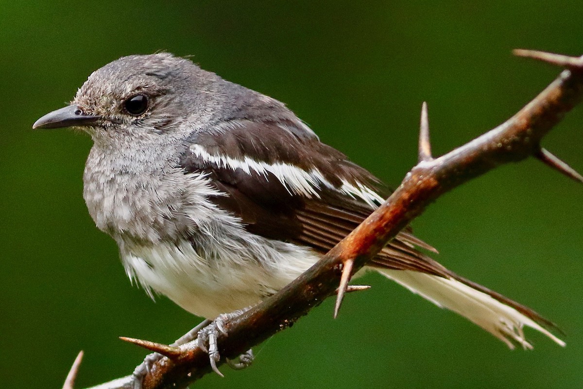 Oriental Magpie-Robin - ML639810660