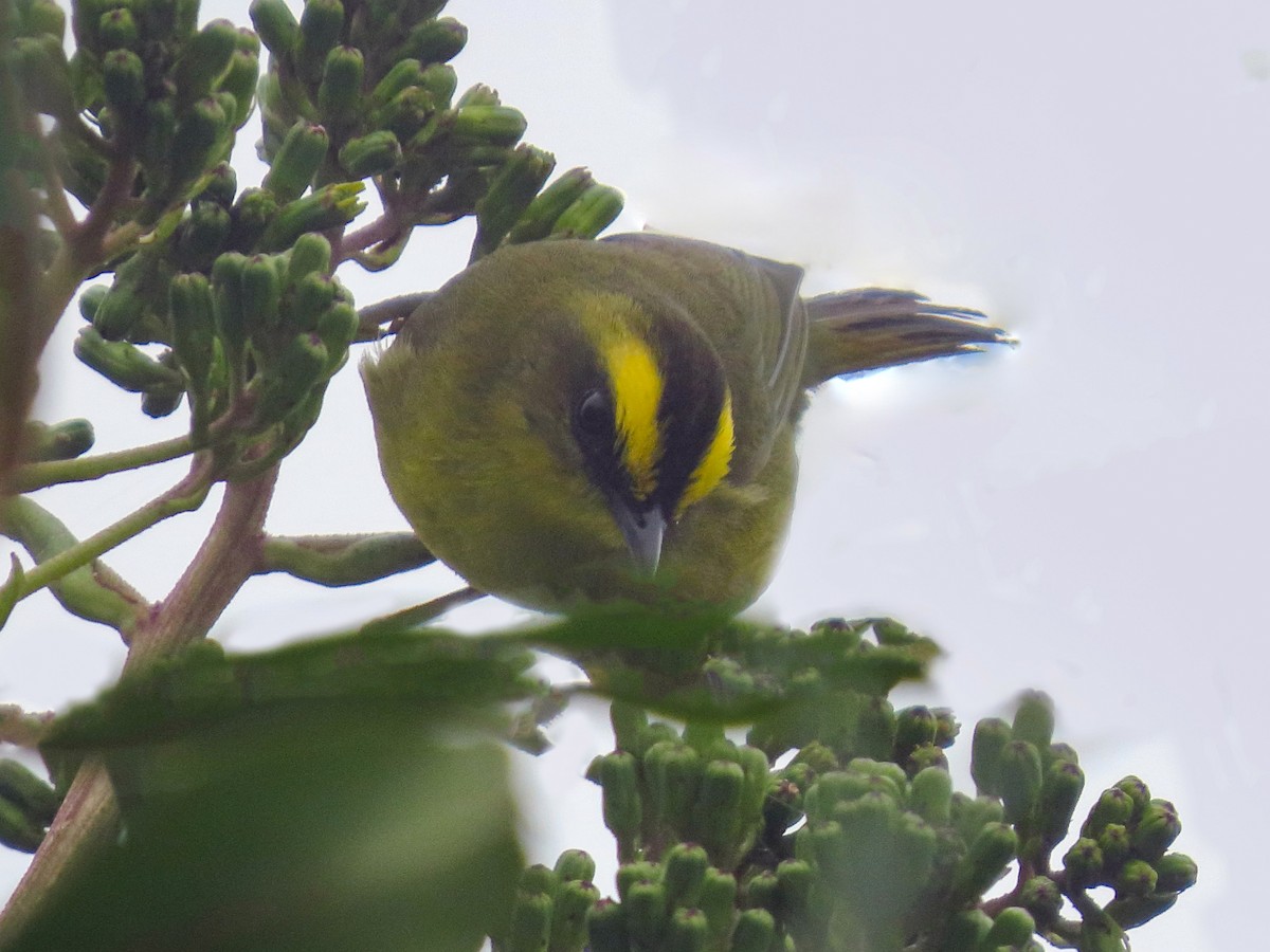 レモンアメリカムシクイ（euophrys） - ML639810672