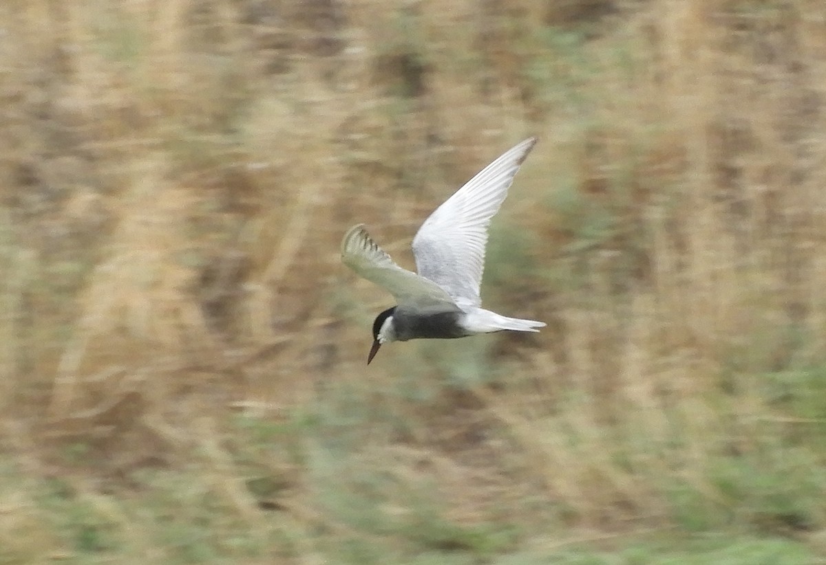 Whiskered Tern - ML639810697