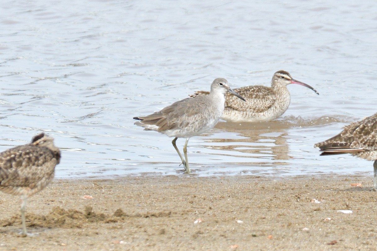 Willet - ML639810719