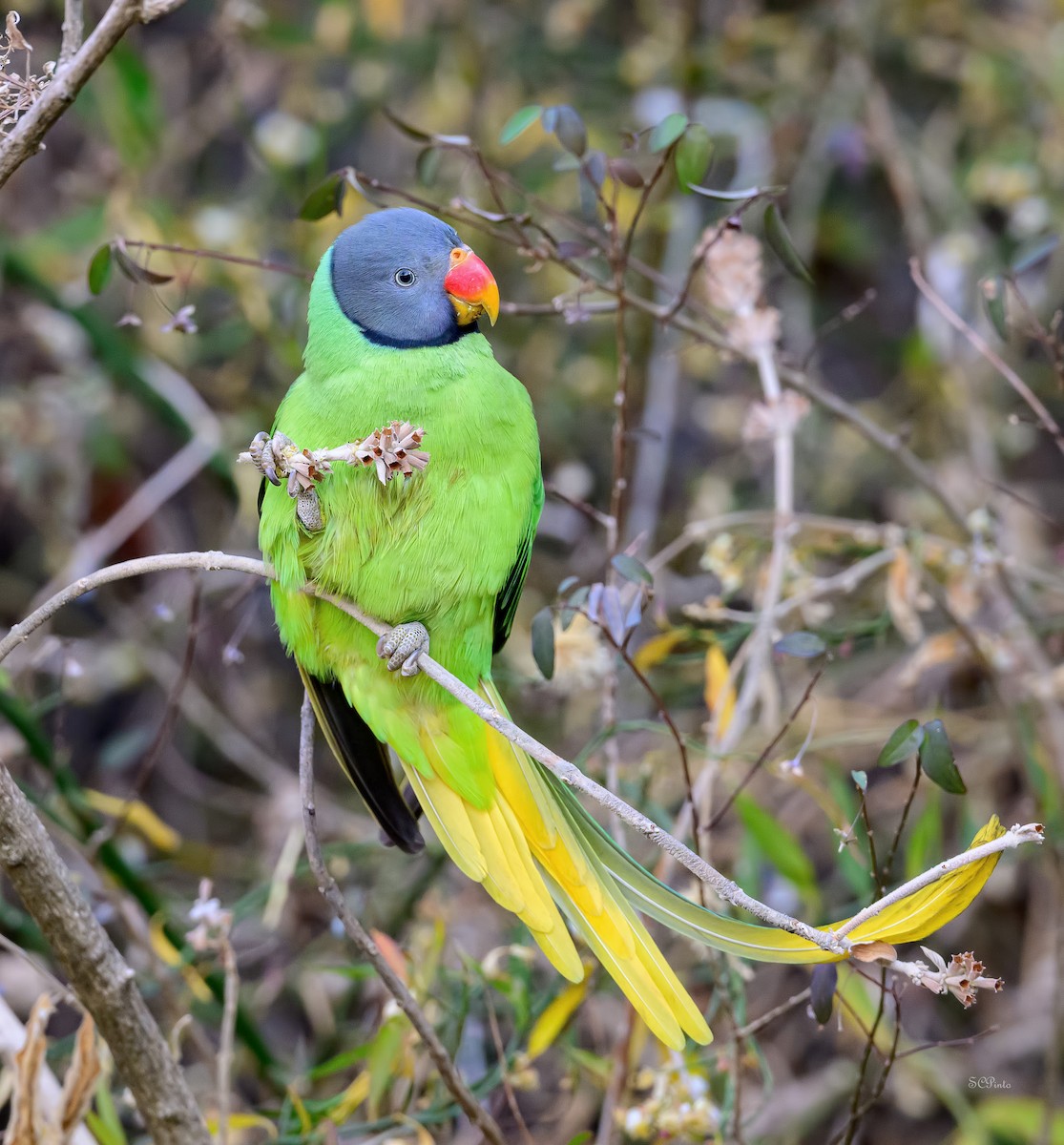 Slaty-headed Parakeet - ML639810724