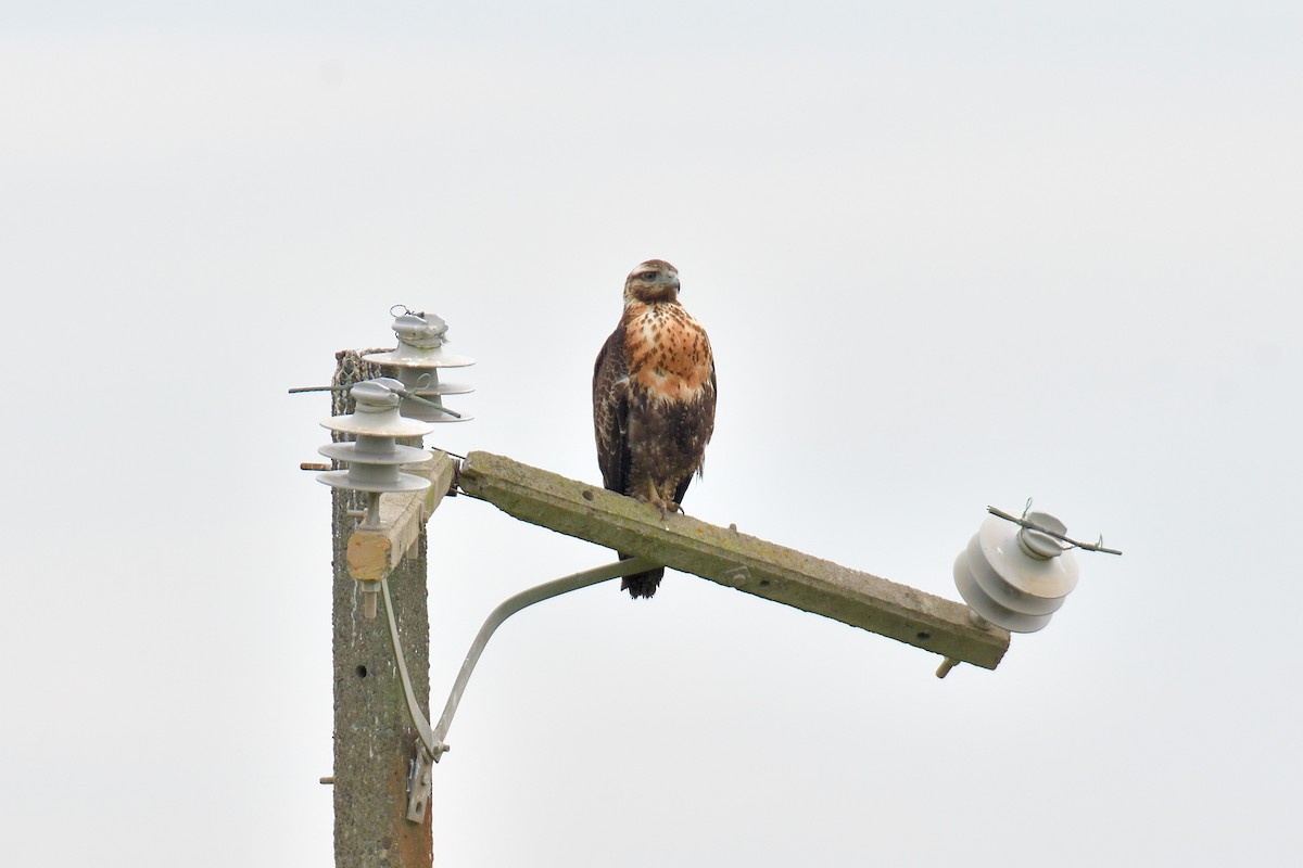 Buse aguia - ML639810748