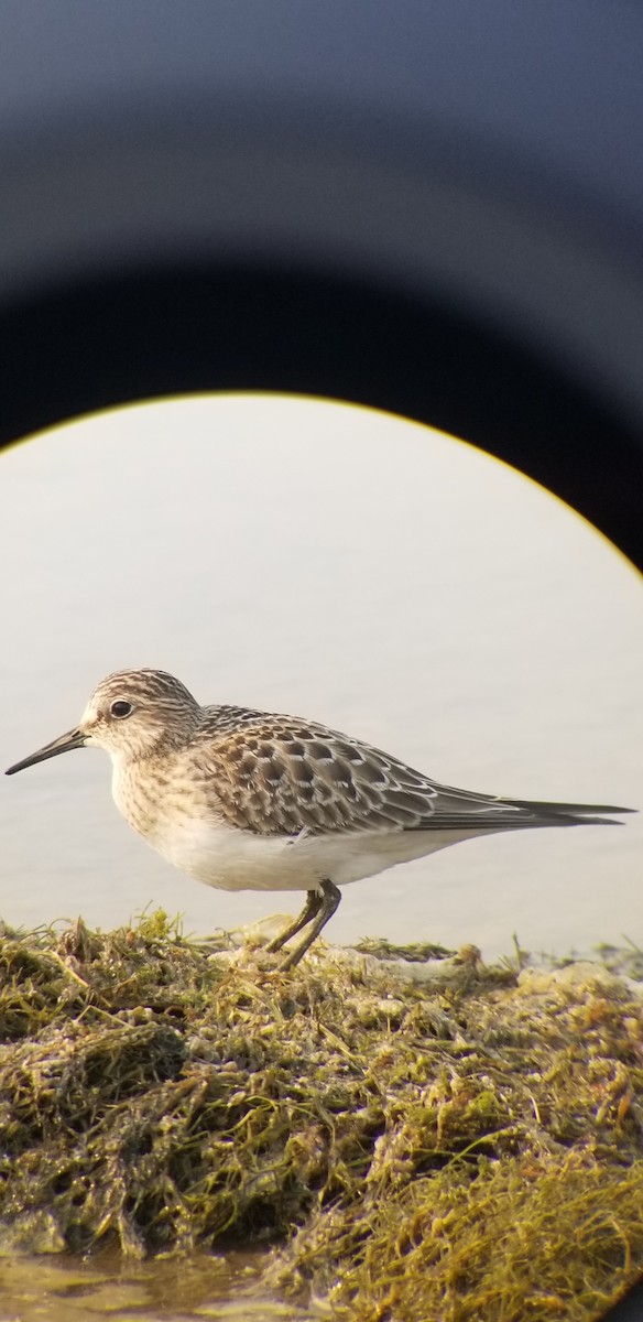 Baird's Sandpiper - ML639810755