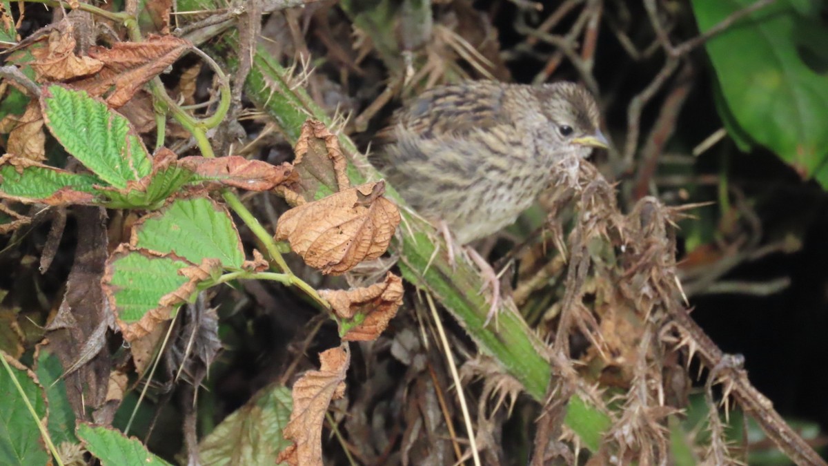 White-crowned Sparrow - ML639810867