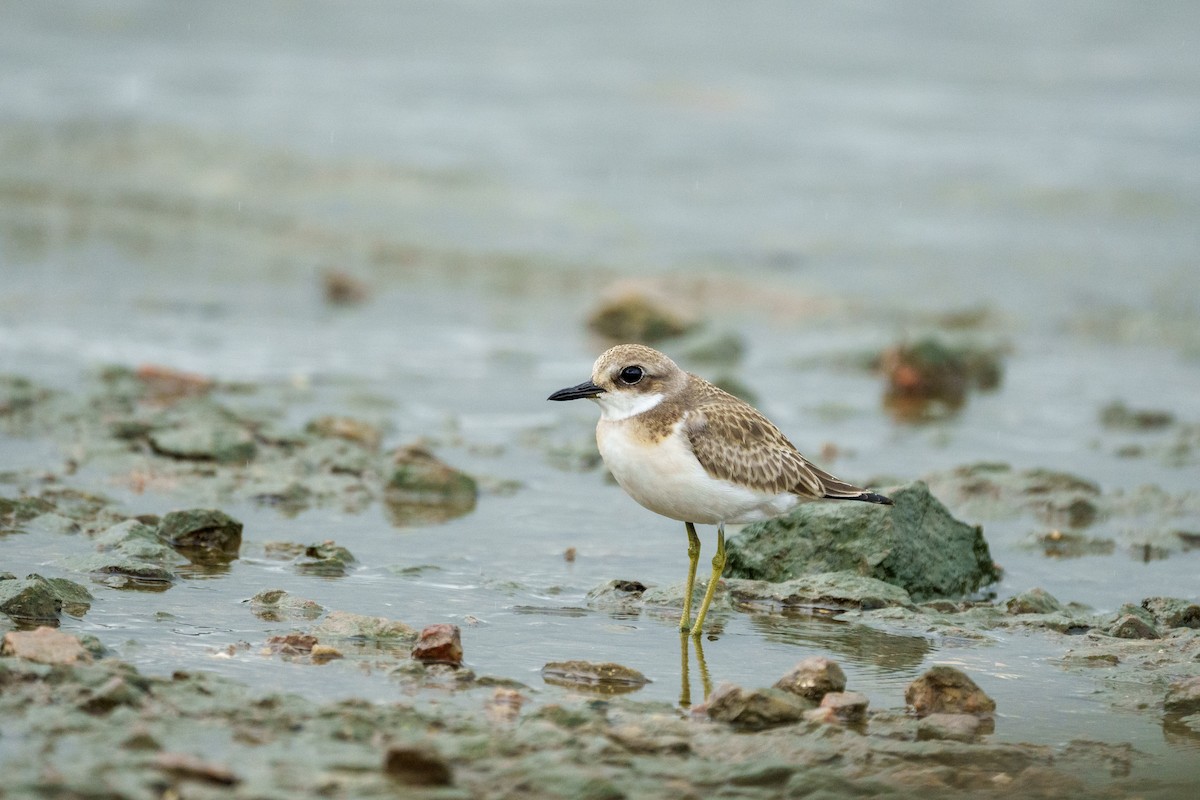 Greater Sand-Plover - ML639810943