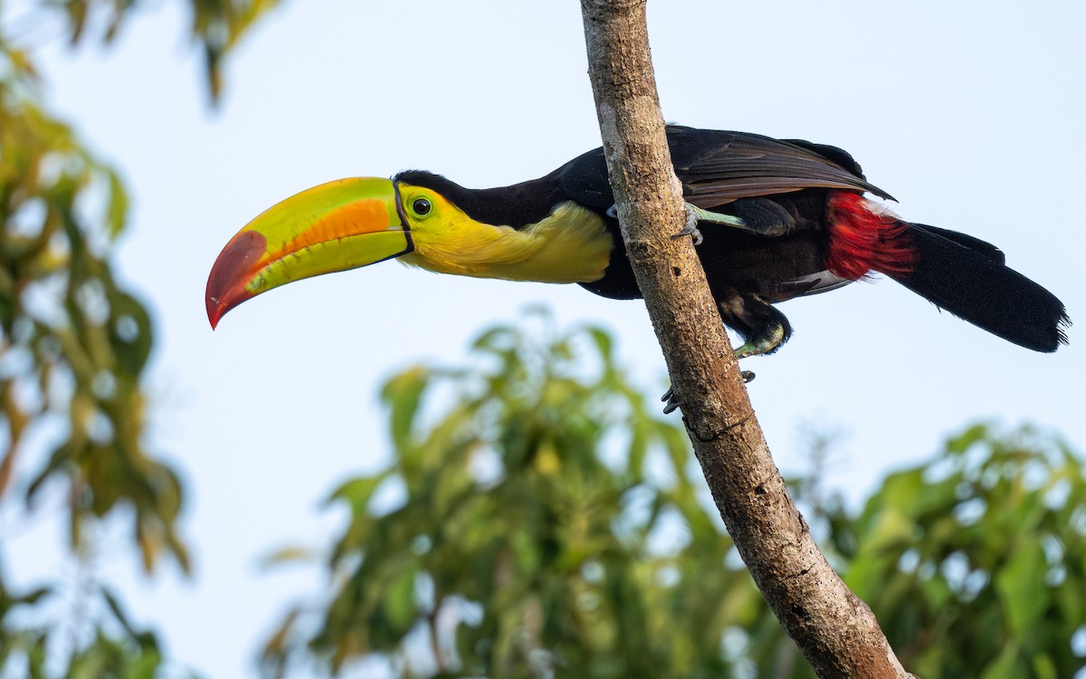 Радужный тукан - ML639810959