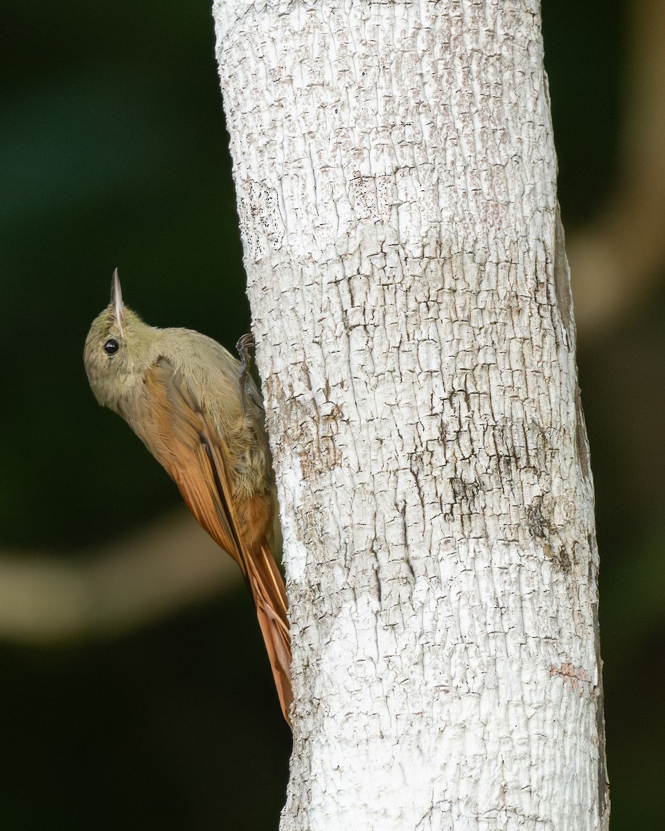 Olivaceous Woodcreeper - ML639810961