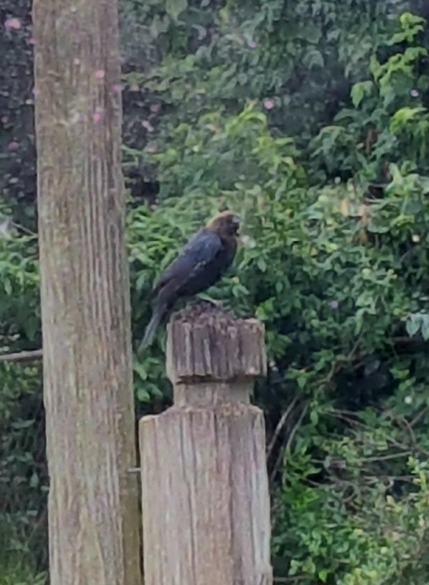 Вашер буроголовий - ML639811024