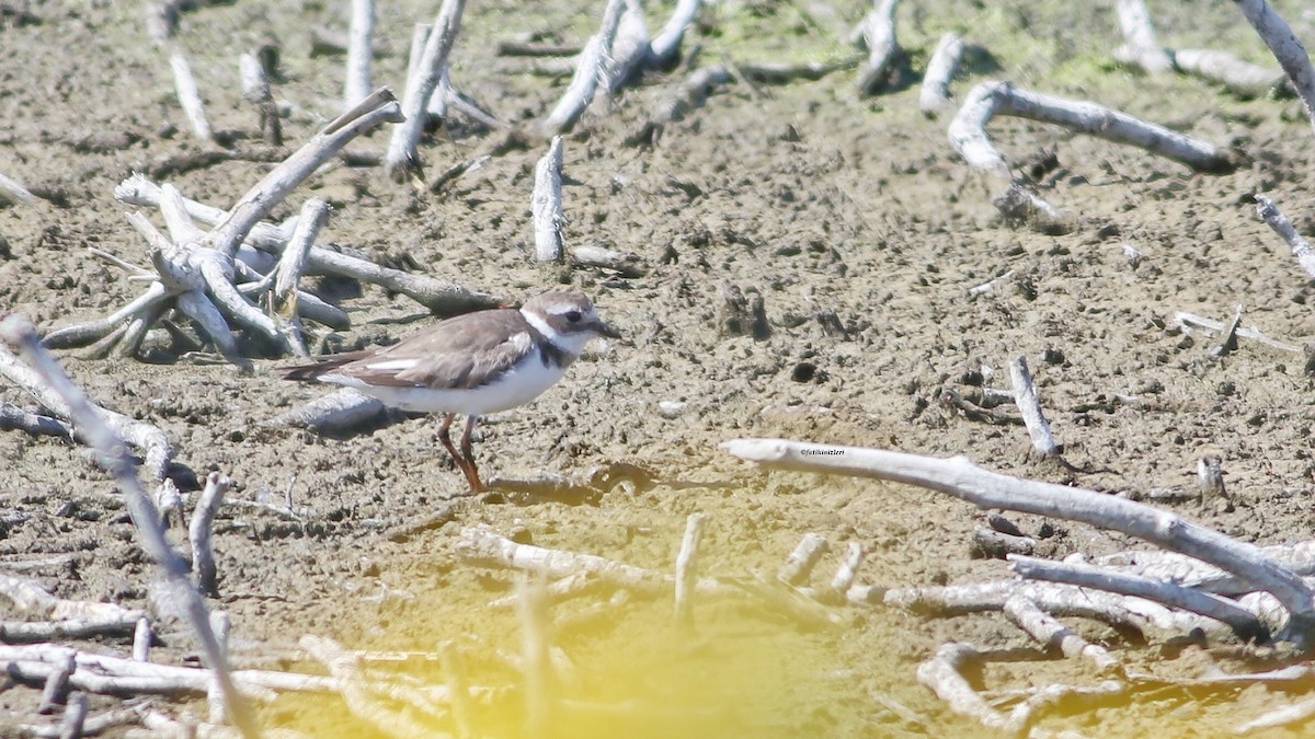Common Ringed Plover - ML639811039