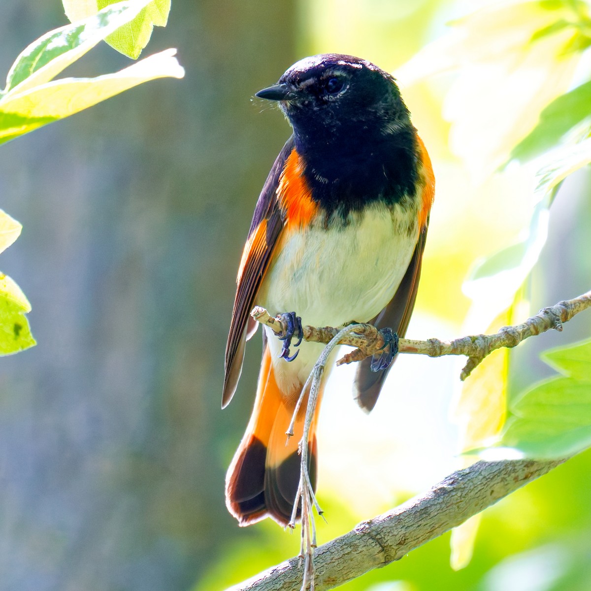 American Redstart - ML639811042