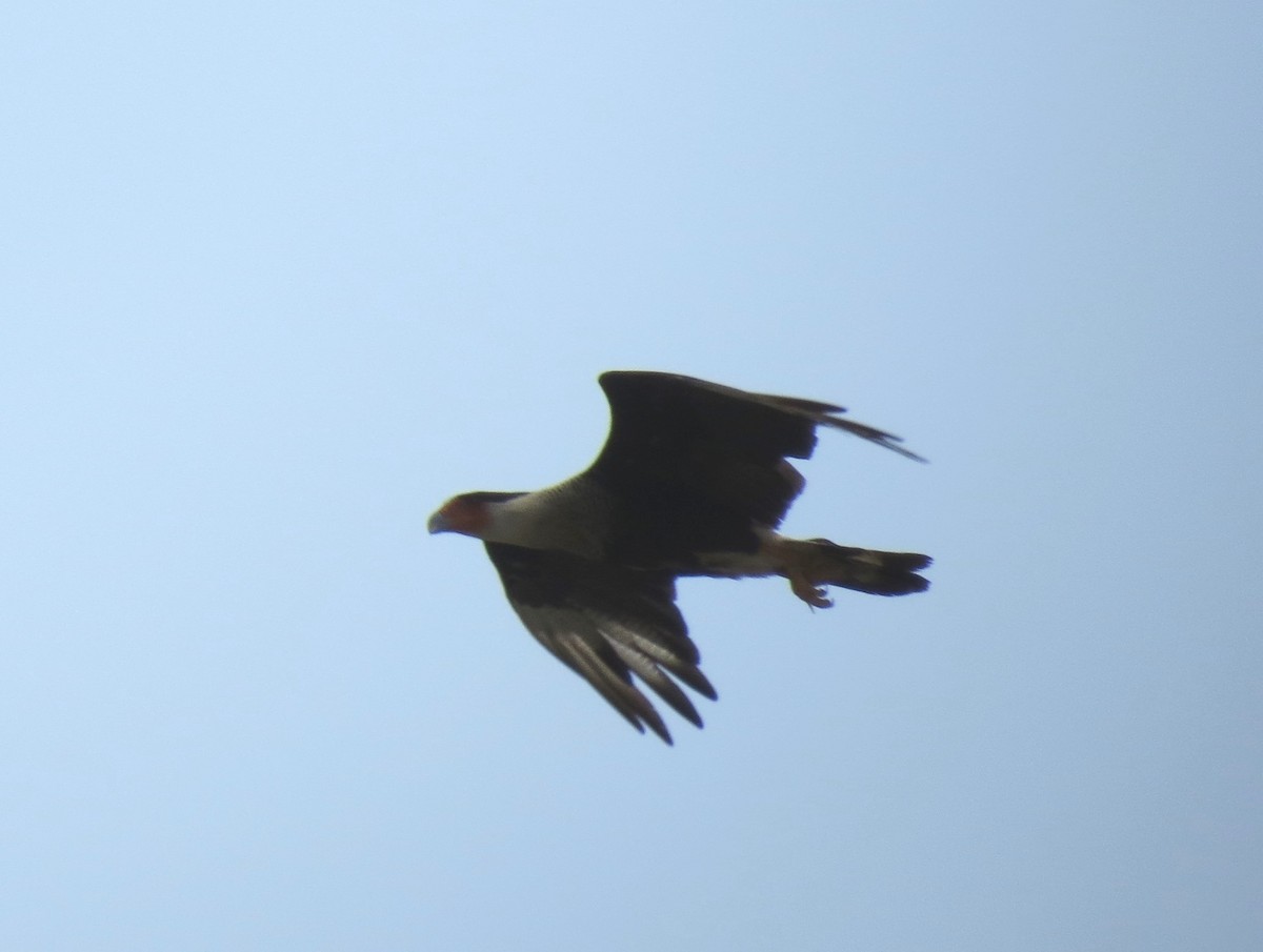 Caracara Carancho (norteño) - ML639811072