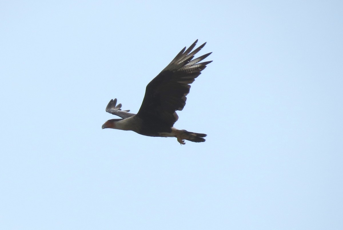 Caracara Carancho (norteño) - ML639811073