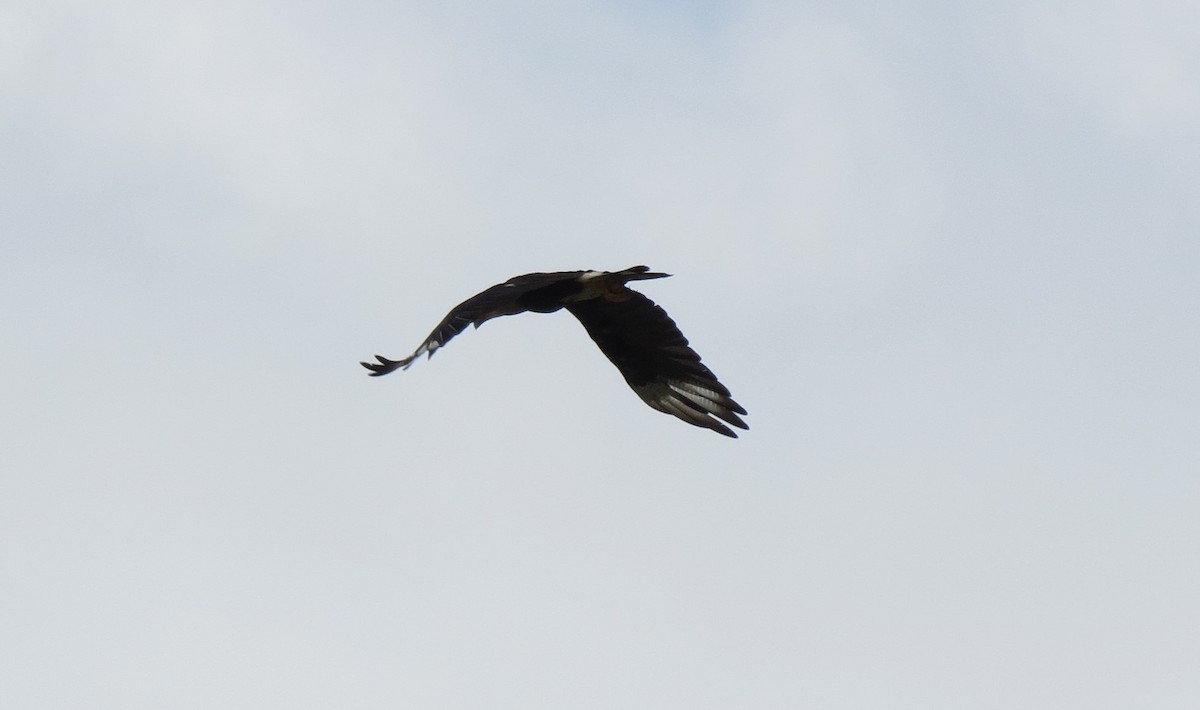 Caracara Carancho (norteño) - ML639811074