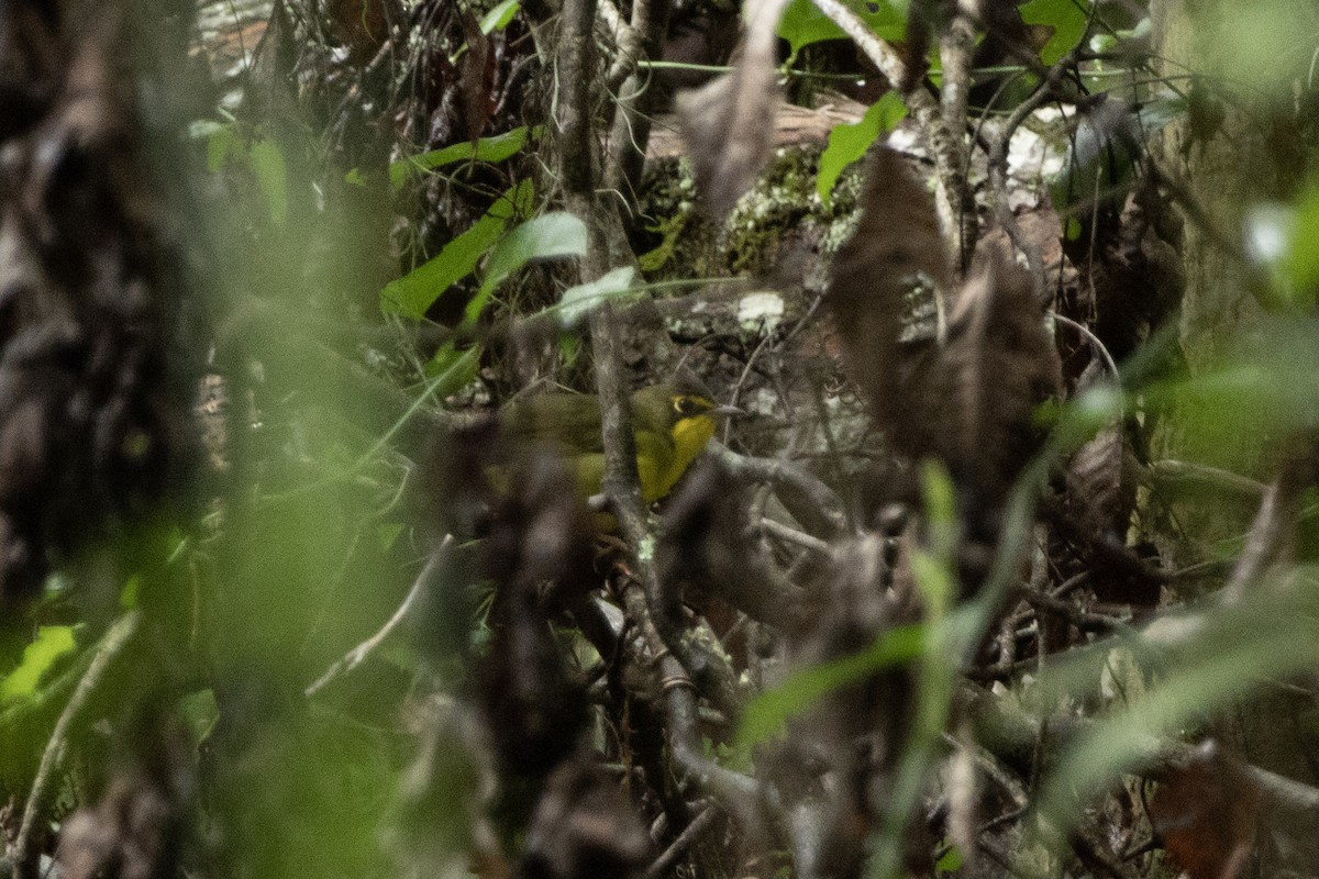 Kentucky Warbler - ML639811131
