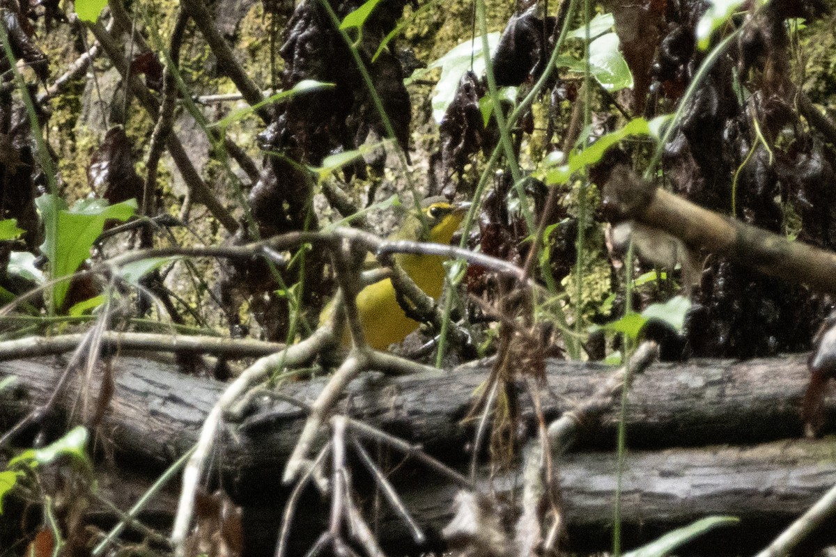 Kentucky Warbler - ML639811133
