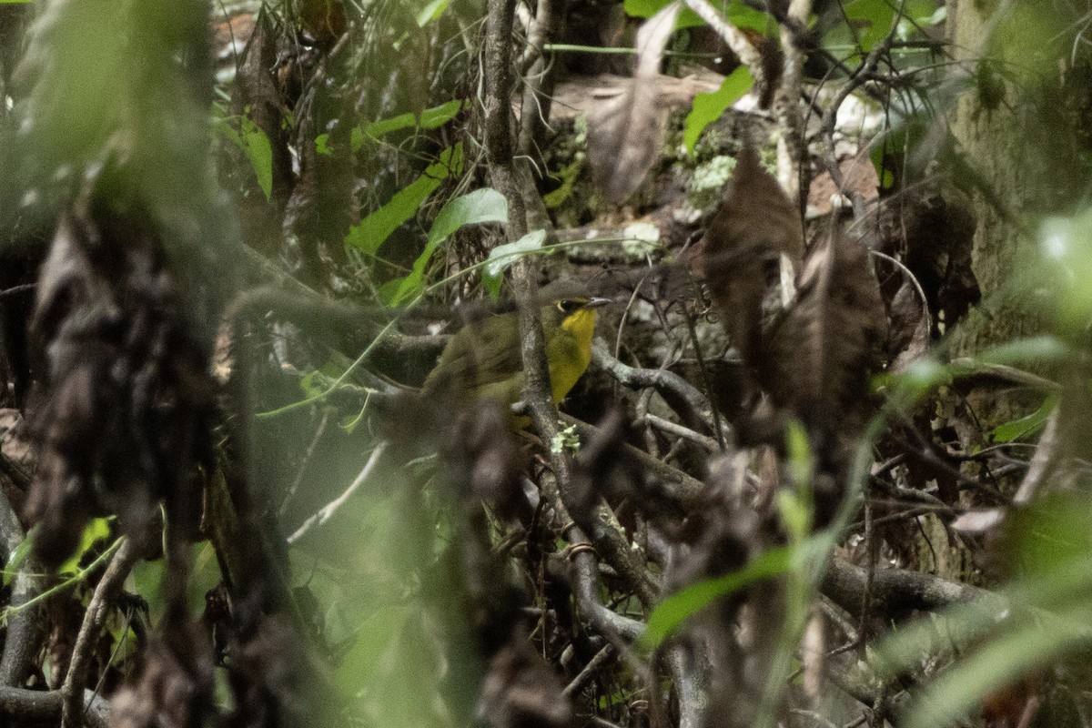Kentucky Warbler - ML639811134