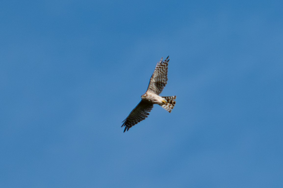 Eurasian Sparrowhawk - ML639811150