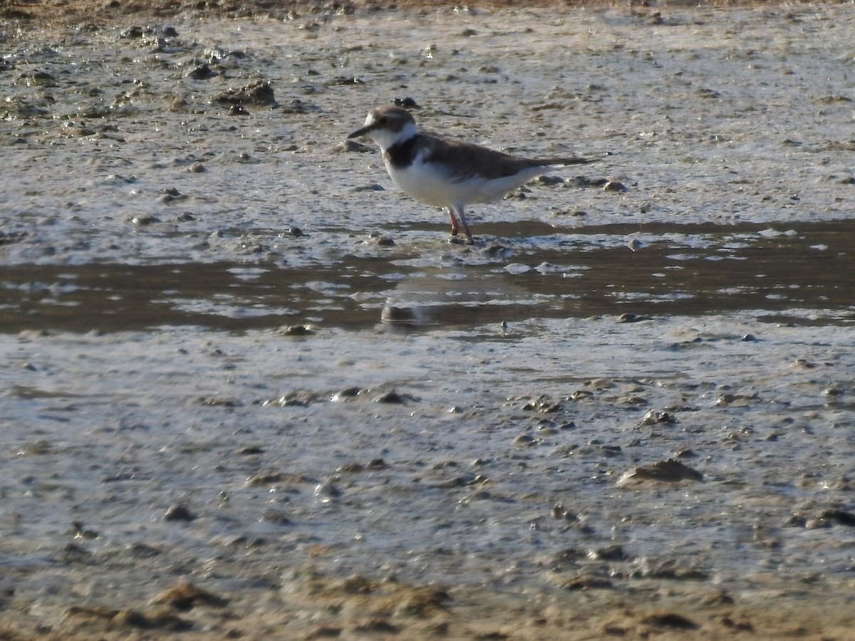Little Ringed Plover - ML639811152
