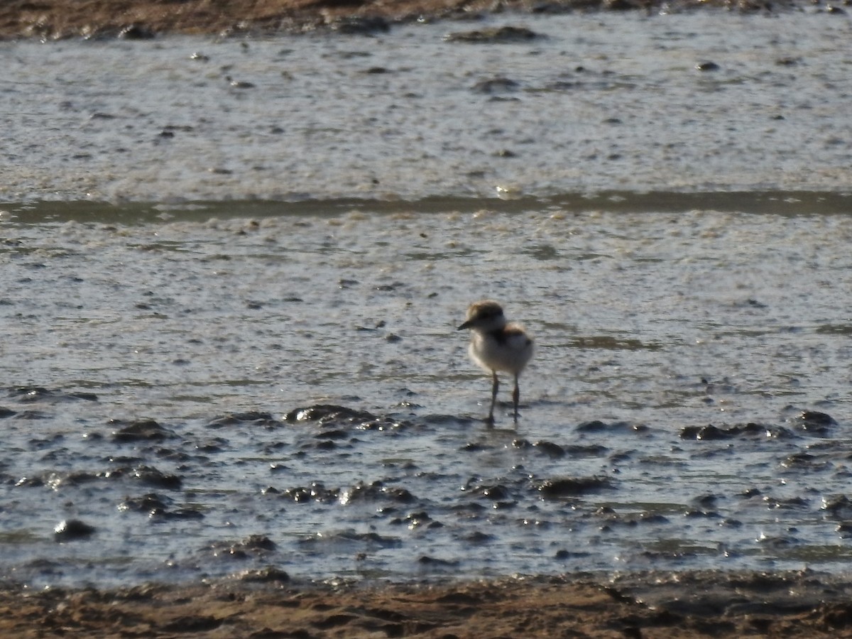 Little Ringed Plover - ML639811153