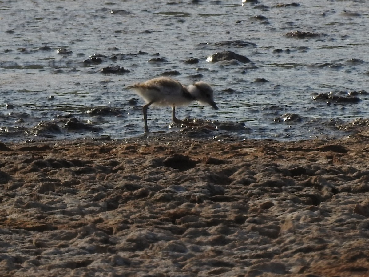 Little Ringed Plover - ML639811154