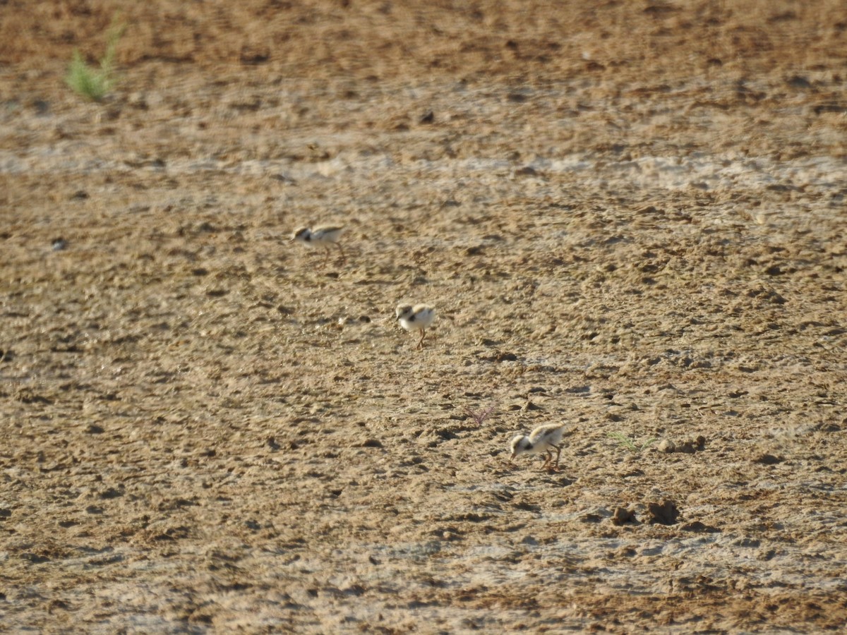 Little Ringed Plover - ML639811155