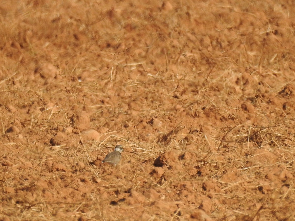 Little Ringed Plover - ML639811156